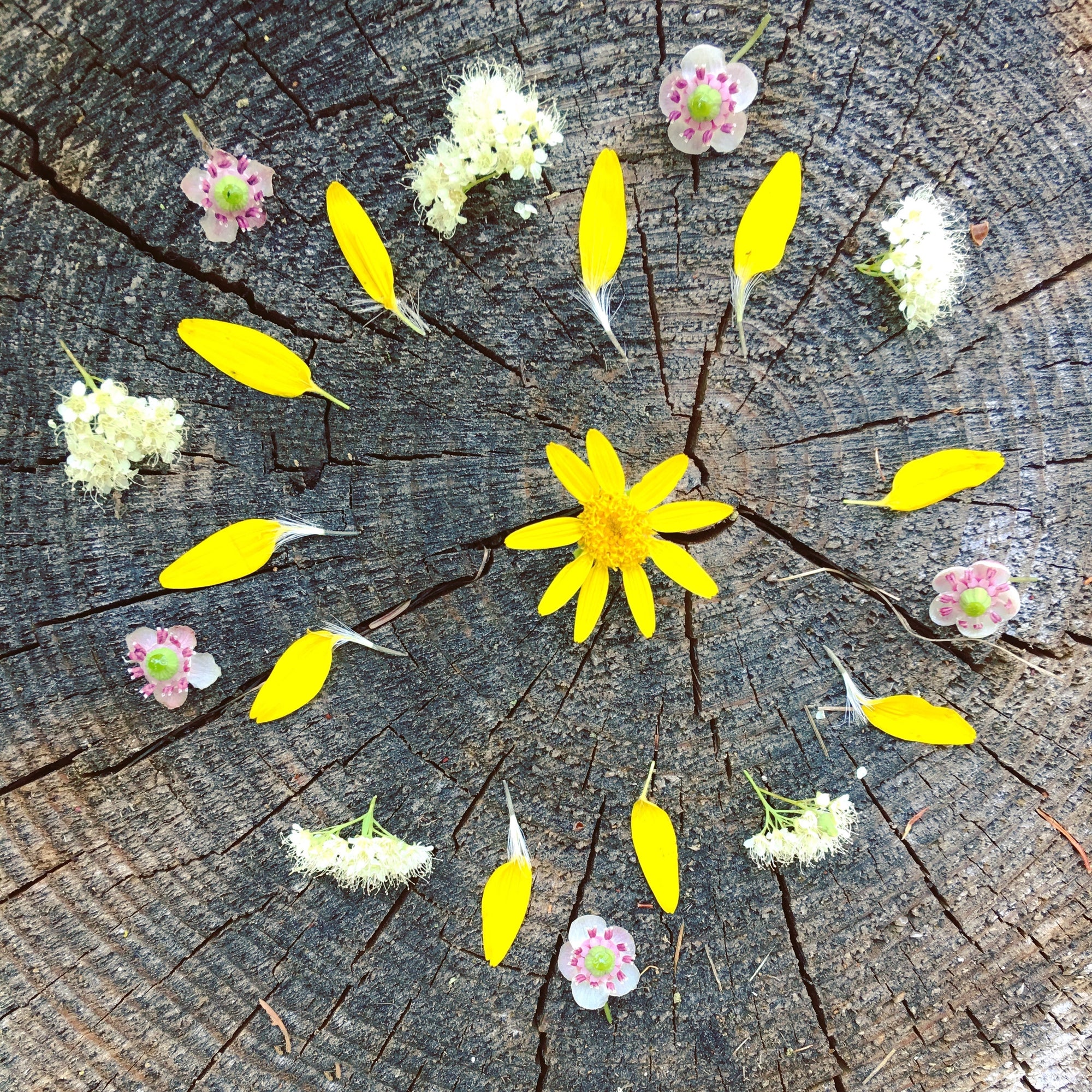 Reset intentions with a spring mandala flower celebration